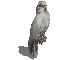 精品动物模型 (74)鹦鹉